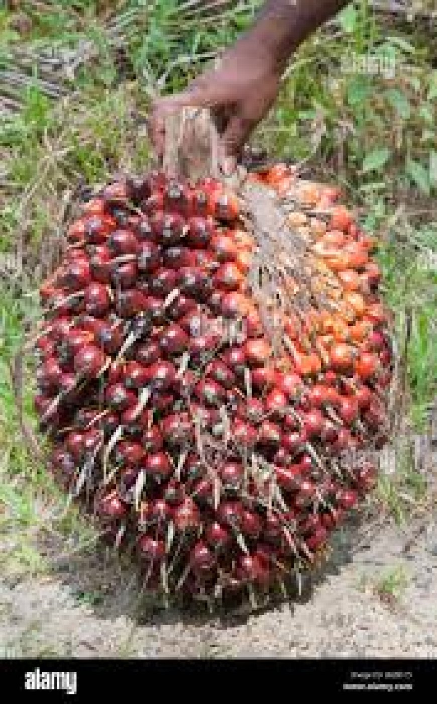 Palm Oil: Int'l Groups To Assist Enugu Govt In Policy Devt.