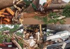 Three centuries old tree falls, kills 11 in Awhum - Enugu