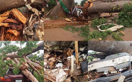 Three centuries old tree falls, kills 11 in Awhum - Enugu