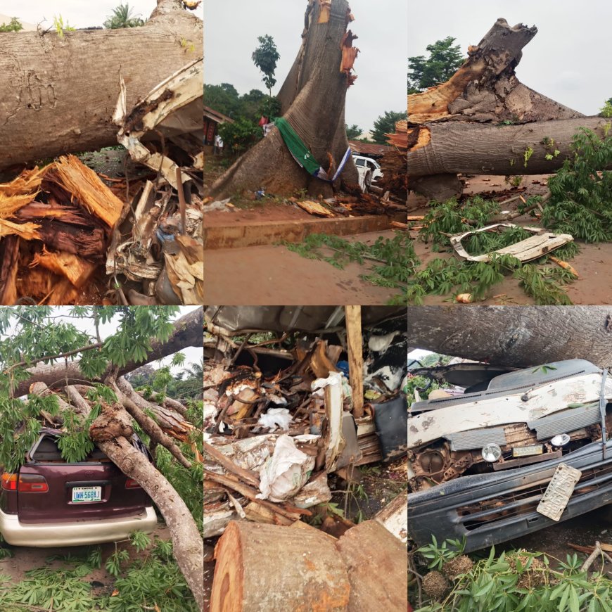 Three centuries old tree falls, kills 11 in Awhum - Enugu