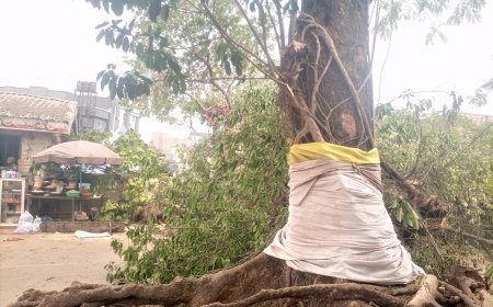 VIDEO: No life lost as over 200 years 'Ngwu' tree falls in Ogui-Nike Enugu
