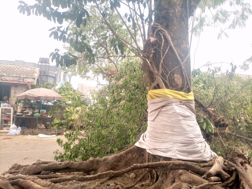 VIDEO: No life lost as over 200 years 'Ngwu' tree falls in Ogui-Nike Enugu