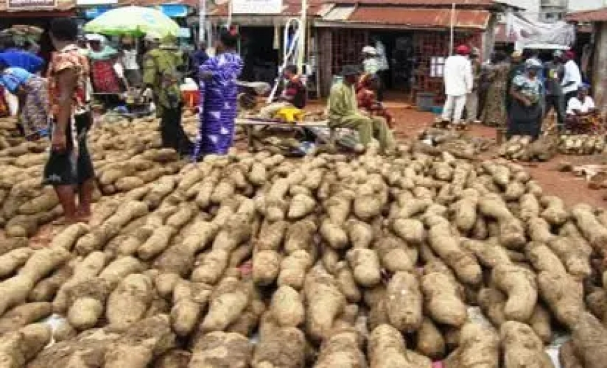 ORUROEZHI: The Ikem New Yam Festival